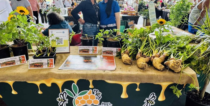 Festival del Apio en Barranquitas
